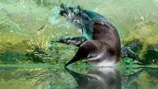 Dallas Zoo's Baby Penguin's FIRST Swim
