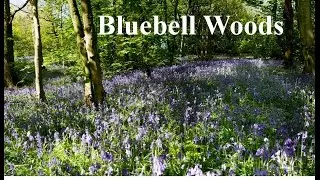 Bluebell Woods Yoxall Staffordshire England