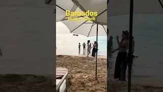 Beach walk Barbados ✨☀️🇧🇧🏝 Mullins Beach Sea Shed ✨ #shorts #beach #barbados