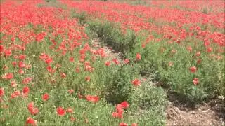 Poppy Field in Summer