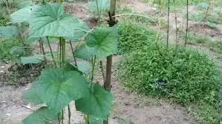 এক মাস পর সশা গাছের অবস্তা