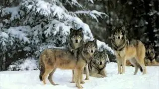 The Wolves - Musique Epic 1 - Fly ! - Alban Lepsy