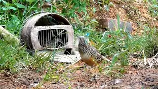 Discovering Quail Decoys Calling Wild Birds Home and Setting Up a Video Camera | Hoang Thang