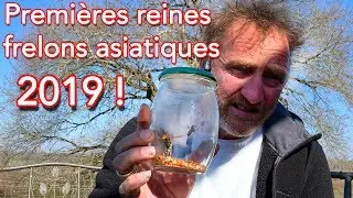 Piéger les premières reines frelons asiatiques de 2019 !