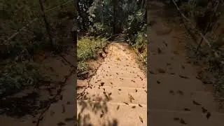 Monarch Butterfly Biosphere Reserve in Mexico #butterfly