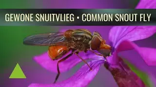 🟢 Gewone snuitvlieg &bull; Common Snout Fly | Rhingia campestris (Meigen, 1822)
