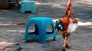 Halo Para Pecinta Ayam BK semoga ayam kita semua dalam keadaan sehat sehat 🙏🏻🙏🏻🙏🏻