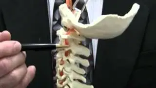 Chiropractic Relief for Neck Pain Citrus Park FL