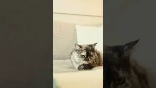 Cat Sitting On A Sofa #shorts #cat