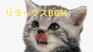 Healing Music with Cute Cat (10H) #healing #Relaxing #sleeping #sleep