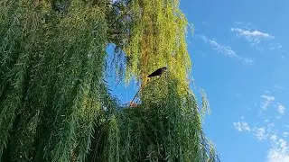 Kit's Crows 08-07-25