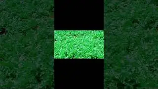 Coriander spice farming business #shortvideo #nature #corriander #spices #farming101 #farming #trend