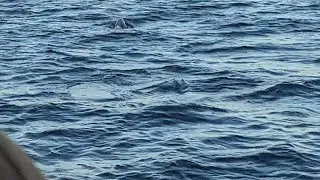 Sunset Dolphin Cruise at St. Andrews State Park in Panama City Beach, FL 