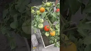 Updates from the winter garden. #gardening #asmr #harvesting #winter #vegetables