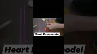 Heart Pump Model
