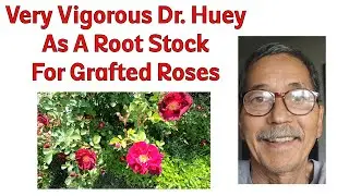 More Than 50% Of Neighborhood Roses are Dr.Huey.