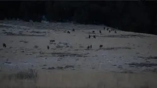 RIFLE ELK HUNT MONTANA | ELK DOWN!