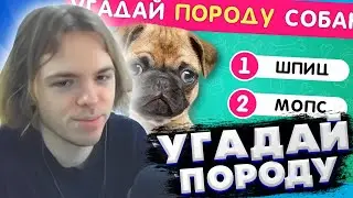 ФЫВФЫВ СМОТРИТ: УГАДАЙ ПОРОДУ СОБАКИ ПО ФОТО 🤔❓🐶 / EMOJI COOL 😎