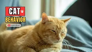 Why Cats Do Strange Things | Cat Behavior Explained Calmly