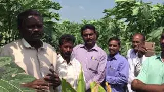 How to convert to Natural farming from chemical farming by Veerabhadrarao