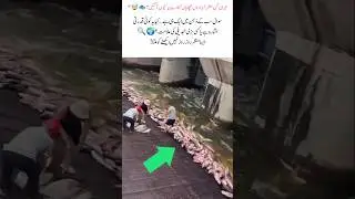 fish on land 😱 #FishMystery #NaturePhenomenon #StrangeNature #ShockingScene #FishOnShore