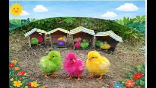 Ayam warna warni lucu, ayam warna warni #ayamrainbow #colorfulchickens #animalcute