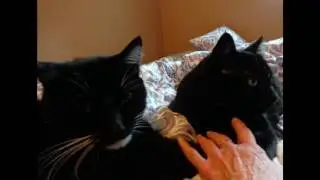 CATURDAY FUN AND SUNDAY CHILLAXING