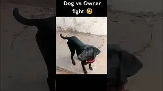 Dog vs Owner fight 🤣 #dogshorts #shorts