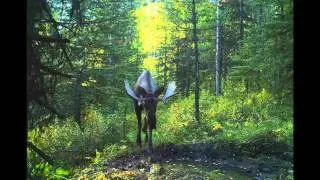 2011 Alberta Trail Camera Pics Bushnell Trophy Cam