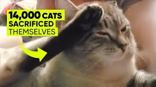 Why cats parachuted into Borneo&rsquo;s