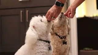 Shop Your Way with Pet Food Express
