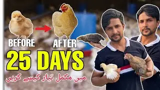How Increase chicks weight Faster | Fast Growing tips for chicken&rsquo;s baby | How to make chicks Food 🍲