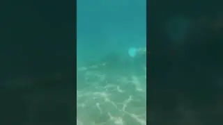 The ocean🤩💙🩵 #ocean #dive #viral # sea #water #cute #swim #swimming
