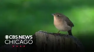 Decline in bird populations create concerns for researchers, bird watchers