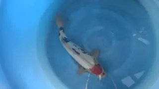 Kodama Koi, Doitsu Tancho Showa m1015ko010