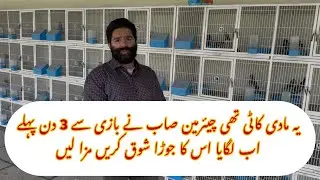 YA MADI || JETH 2025 KE 3 DIN PAHLY LATI BAZI SE || SHOKE KARIN PAIR LAGA DIA HA IS MADI KA ❤️