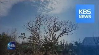 DONATION OF 200-YEAR OLD TREES / KBS뉴스(News)