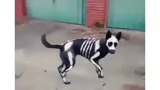 Perro disfrazado de calavera