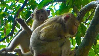 Monkey Kenzo come visiting his sibling & mama but Katrina keep him away cuz she is tired