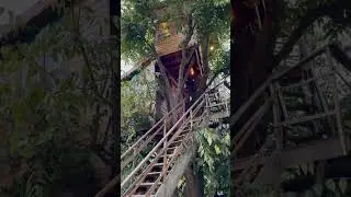 Treehouse Stay #travel #mussoorie #zostel #treehouse #uttrakhand