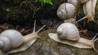 MICRO CREATURES: The Snail's Slow Adventure in the World of Leaves & Moss