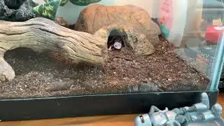 Here is my leopard gecko