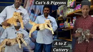 Sabse saste Persian cats available in Hyderabad @ A to Z Cattery | tugdi ke kabutar & kittens in Hyd