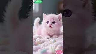 The pink kitten says: I'm Brave. #cat #cutecat #catlovers #kitten