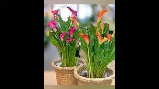 🌸 Elegant Calla Lily Flowers | Indoor & Garden Plant Beauty 🌿✨#shorts#indoorplants#plants#viral