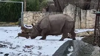 30 kg weak vs 1700 kg strong animal