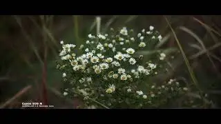 Canon EOS M 5.2k RAW 10bit 24fps | COSMICAR f1.8 Television Lens | 4K Video(Ansan Korea/ 화정7교 인근)