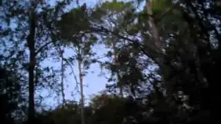 Fighting Owls