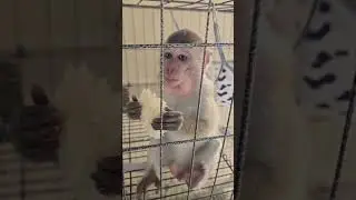 Little monkey eating rice