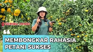 MOMBONGKAR RAHASIA SUKSES DESA SERIBU JANDI | VLOG PERTANIAN & RIVIEW JERUK MANIS|JERUK BERASTAGI!!